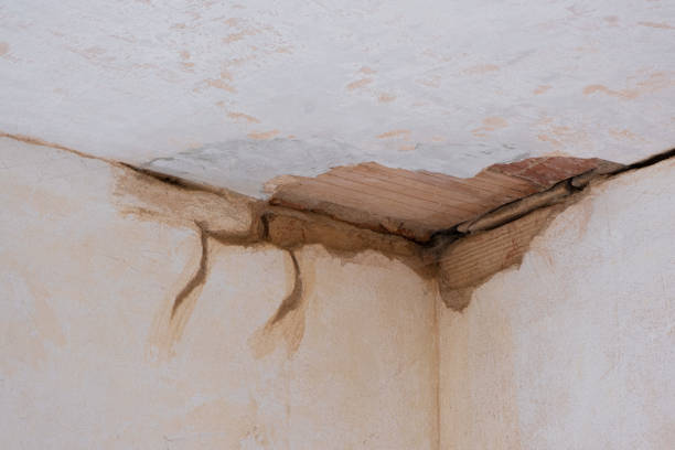 Best Mold removal after water damage  in White Hall, WV